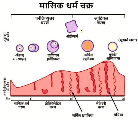मासिक धर्म चक्र