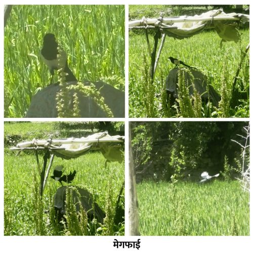 Village Scenes - 11