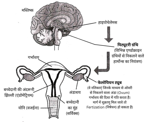 मासिक चक्र की एनाटोमी